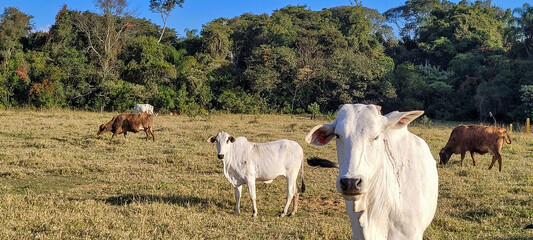 criação de gado em fazenda no interior do Brasil 
