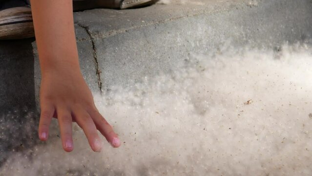 Close-up of a boy's hand playing with poplar fluff on the ground