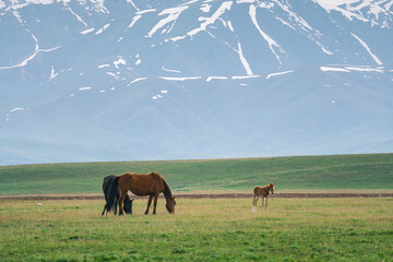 Horses graze in the mountains, the slopes of the Tien Shan mountains, Suusamyr, Kyrgyzstan