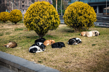 A pack of homeless stray dogs resting on the grass