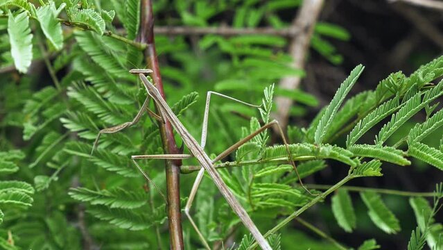 Brunner's stick Mantis on a green plant's stem