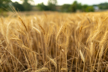 Campo y espigas de cebada al amanecer (junio)