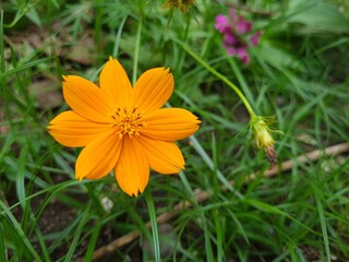 Charm Tropical Wild Flowers Blooming With Natural Yellow Color