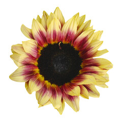 Macro photo sunflower on white isolated background. Ukranian flower.