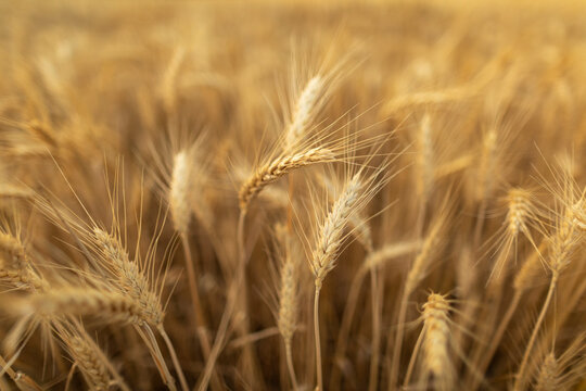 Campo y espigas de cebada al amanecer (junio)
