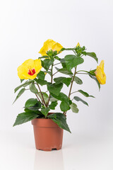 Beautiful yellow chinese rose, hibiscus flower in a brown flowerpot isolated on white background.
