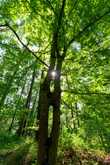 Bois des Roches forest in the Renarde valley. Ile-de-France Region - obrazy, fototapety, plakaty