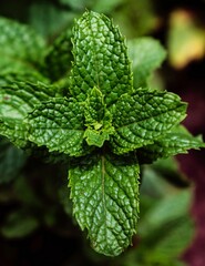 Folhas de hortelã menta verde