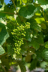 close-up of bunches of white grapes on the vine