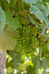 close-up of bunches of white grapes on the vine