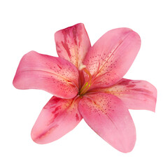 Macro foto pink lily on white isolated background