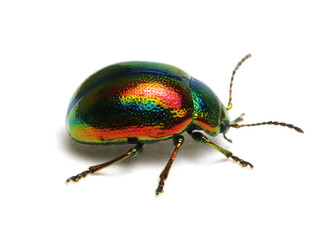 Fototapeta premium Green beetle on white