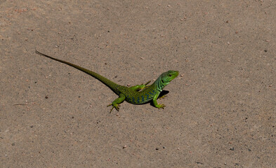 Simpático lagarto