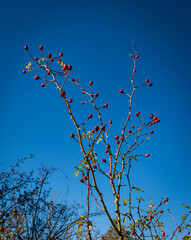 Fruto otoñal