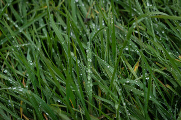 Obraz premium Lluvia en la hierba