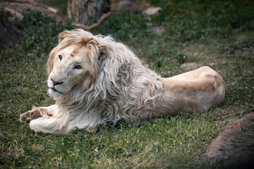Photo of a white lion.  White Lion resting in a zoo. © Gevorg Simonyan