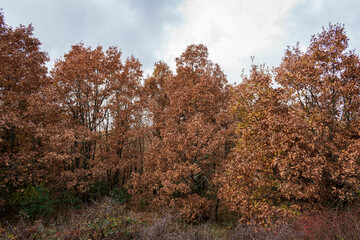 Fototapeta premium Otoño