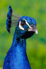 Head of a Blue Peacock in green background
