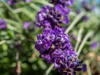 blue lavender - a close-up photo with a blurred background