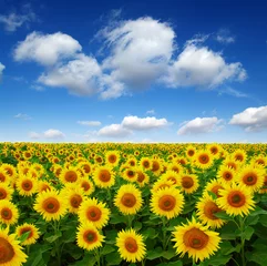 Zelfklevend Fotobehang field of blooming sunflowers © Alekss