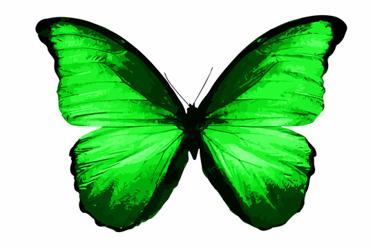 Green butterfly isolated on white