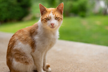 Portrait of orange and white cat on grass