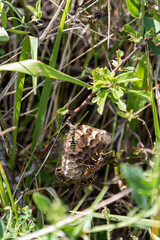 beehive in the grass
