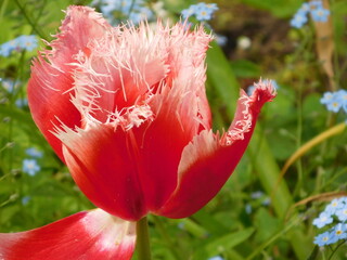 beautiful red tulip with white fringe on a blurred background, wallpaper
