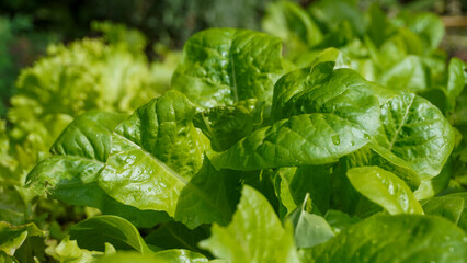 lettuce in the garden