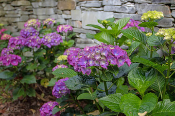 Purple hydrangea or hortensia flower heads on the stone wall blurred background