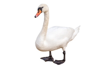 White swan on white background