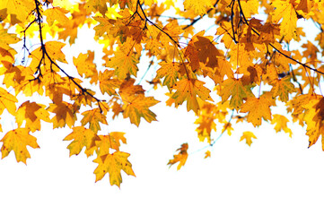 Naklejka na ściany i meble Beautiful autumn landscape with yellow leaves.