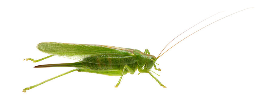 Green locust on white