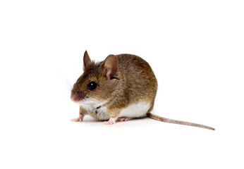 Wood mouse isolated on white