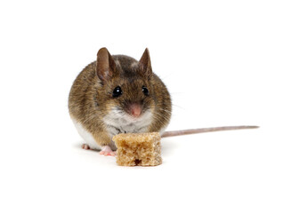 Mouse with a bread isolated on a white