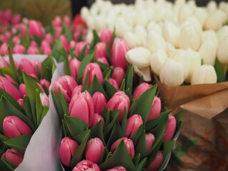 pink tulips and white tulips at a florist in Tallinn Estonia