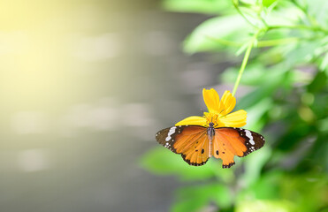 butterfly on the green leaves