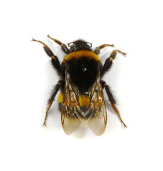 bumblebee isolated on the white