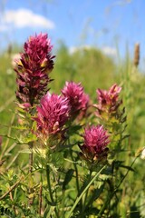 Polne kwiaty © Ireneusz