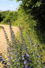 Kwiaty przy drodze © Ireneusz