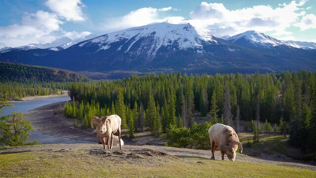 Foraging BigHorn Sheep (Ovis canadensis) ram. Canadian Rockies Jasper National Park landscape background. Nature scenery.