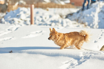 little red dog running through the snow. lots of snow. white snow. Russian Ukrainian winter, nature, winter cold snow