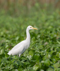 Fototapeta premium Close up photo of cattle egret.cattle egret is a cosmopolitan species of heron found in the tropics, subtropics, and warm-temperate zones. 