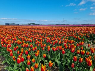 A riot of colors: Tulip fields in spring in North Holland, Holland, Netherlands