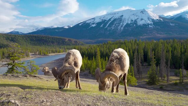 Foraging BigHorn Sheep (Ovis canadensis) ram. Canadian Rockies Jasper National Park landscape background. Nature scenery.