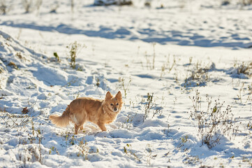 little red dog running through the snow. lots of snow. white snow. Russian Ukrainian winter, nature, winter cold snow