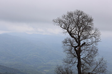Old tree on mountain view with cloudy on spring