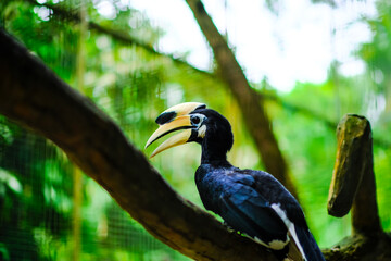yellow billed hornbill