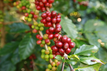 organic arabica coffee beans agriculturist  in farm.harvesting Robusta and arabica  coffee berries by agriculturist hands,Worker Harvest arabica coffee berries on its branch, harvest concept.