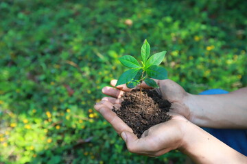 Grow coffee beans Plant coffee tree Hand care and watering the trees Evening light in nature